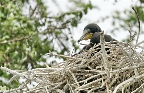 陽台有鳥|陽台有鳥巢、全身起疹發癢？小心禽蟎作怪 這樣做可避免